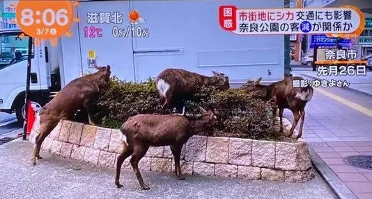 日本人生猴子不盖被子，反映了人们对动物习性的观察与思考，以及文化中对温暖和舒适的不同理解
