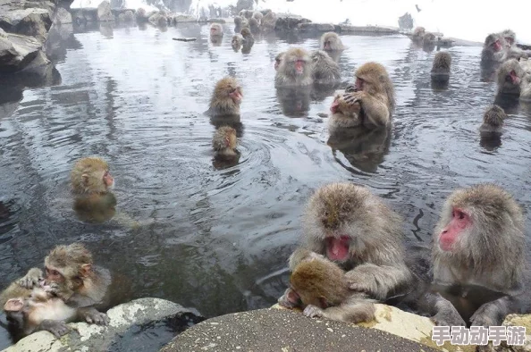 日本人生猴子不盖被子，反映了人们对动物习性的观察与思考，以及文化中对温暖和舒适的不同理解