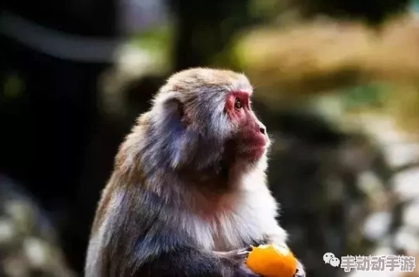 俩人生猴子全程不盖被子视频：探讨人与动物关系中的亲密互动及其对心理健康的影响