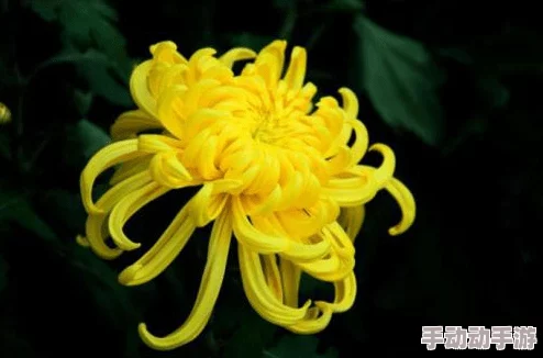 六年级的菊花能塞几根棉签:了解植物的生物学特征与花朵结构的关系 六年级的菊花能塞几根棉签:了解植物的生物学特征与花朵结构的关系