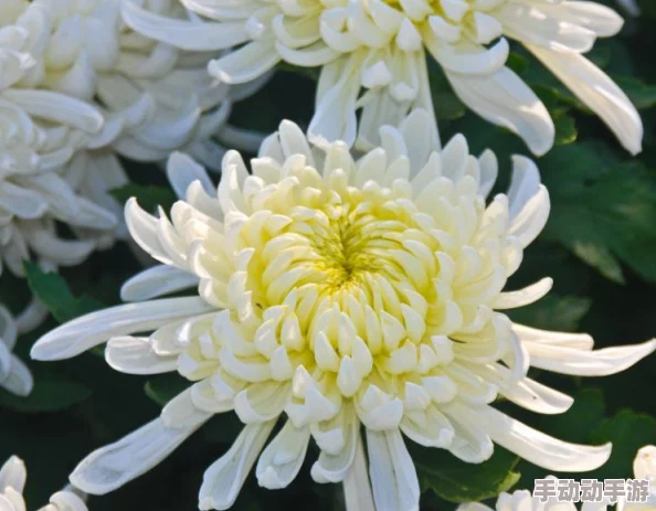 六年级的菊花能塞几根棉签:了解植物的生物学特征与花朵结构的关系 六年级的菊花能塞几根棉签:了解植物的生物学特征与花朵结构的关系