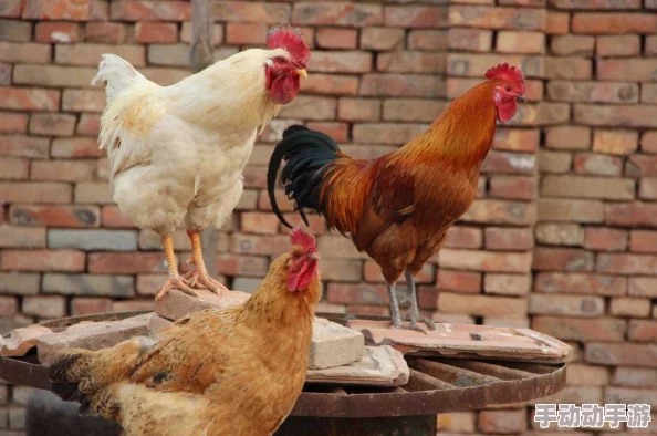 动物之战养鸡流怎么搭配-养鸡流阵容搭配攻略