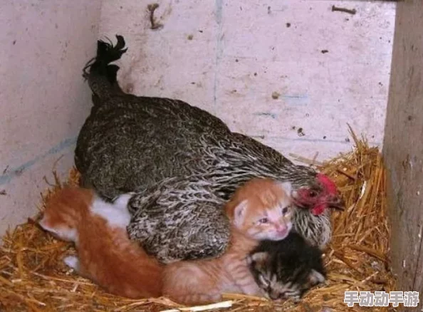 动物之战养鸡流怎么搭配-养鸡流阵容搭配攻略